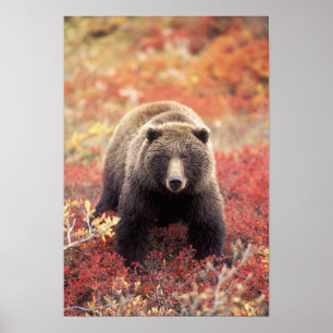 Poster États-Unis, Alaska, Denali NP, femelle Grizzly Bea
