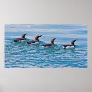 Poster États-Unis, Alaska, Glacier Bay National Park 7