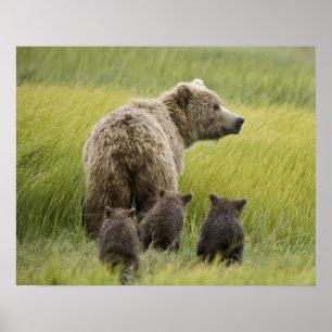 Poster États-Unis, Alaska, Lake Clark National Park. Griz