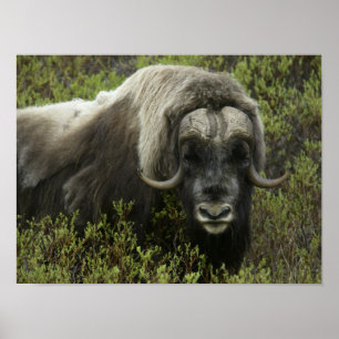 Poster États-Unis, Alaska, Nome. Gros plan sur le boeuf m
