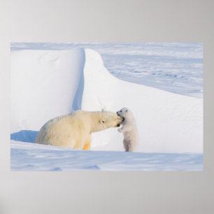 Poster États-Unis, Alaska, North Slope Ours polaires