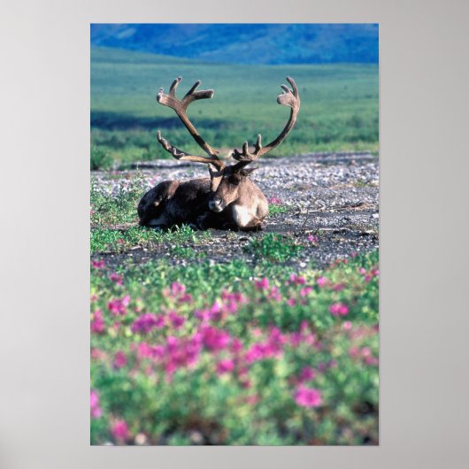 Poster États-Unis, Alaska, Parc national de Denali, Carib (Devant)