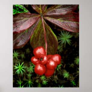 Poster États-Unis, Alaska, Parc national de Denali. Détai