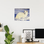 Poster États-Unis, Alaska. Renard arctique en manteau d'h (Bureau à domicile)