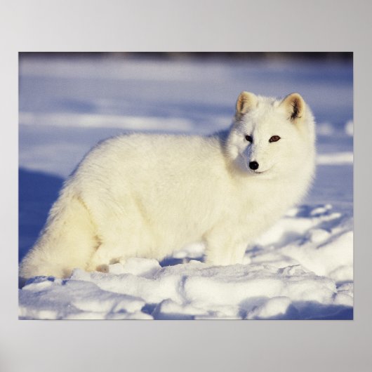 Poster États-Unis, Alaska. Renard arctique en manteau d'h (Devant)