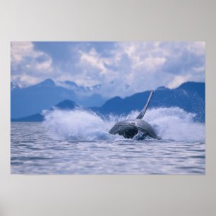Poster États-Unis, Alaska, Tongass National Forest, Bossu