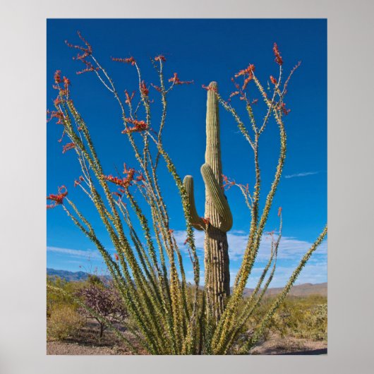 Poster États-Unis, Arizona. Cactus Dans Le Parc National  (Devant)