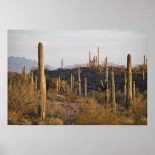 Poster États-Unis, Arizona, désert de Sonoran, Ajo, Ajo 2