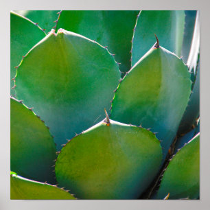 Poster États-Unis, Arizona. Gros plan de plante succulent