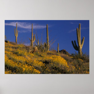 Poster États-Unis, Arizona, Organ Pipe Cactus National 2