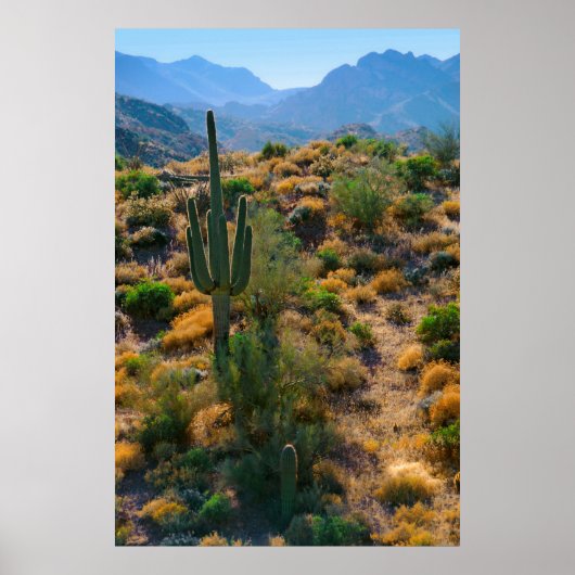Poster États-Unis, Arizona. Vue du désert (Devant)
