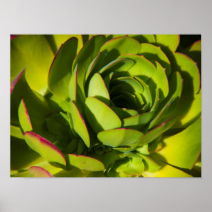 Poster États-Unis, Californie. Gros plan sur une plante d