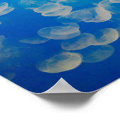 Poster États-Unis, Californie. Jellyfish In the Monterey (Coin)