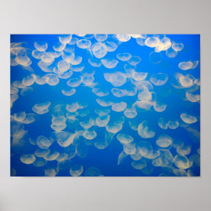 Poster États-Unis, Californie. Jellyfish In the Monterey