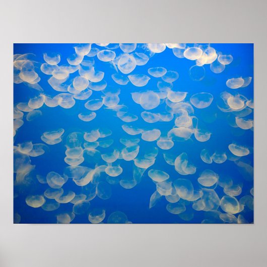 Poster États-Unis, Californie. Jellyfish In the Monterey (Devant)