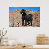 Poster États-Unis, Californie. Labradoodle (Cuisine)
