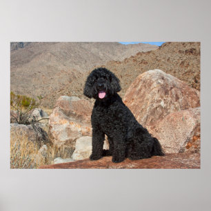 Poster États-Unis, Californie. Labradoodle assis