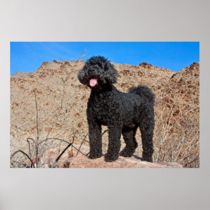 Poster États-Unis, Californie. Labradoodle debout