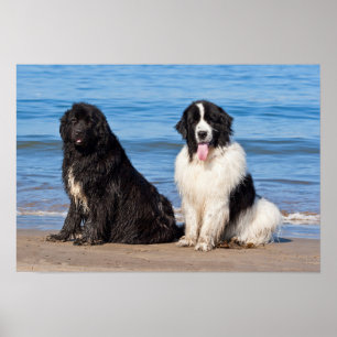 Poster États-Unis, Californie. Newfoundlands assis