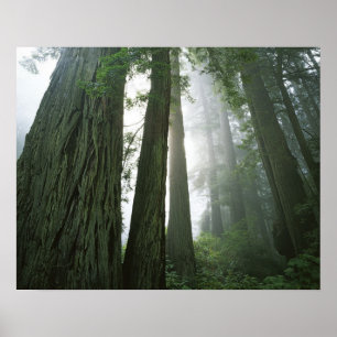 Poster États-Unis, Californie, Parc national de Redwood,