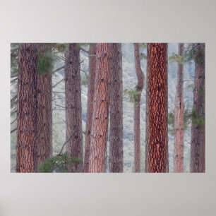 Poster États-Unis, Californie, Parc national de Yosemite