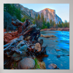 Poster États-Unis, Californie. Racines d'arbres dans la r