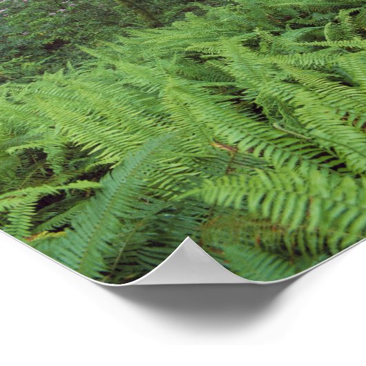 Poster États-Unis, Californie, Redwood NP. Fermes et (Coin)