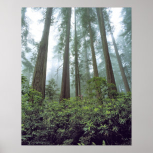 Poster États-Unis, Californie, Redwood NP. Le brouillard 
