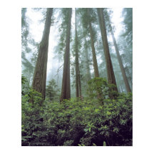 États-Unis, Californie, Redwood NP. Le brouillard 