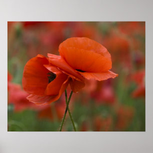 Poster États-Unis, Caroline du Nord. Deux coquelicots rou