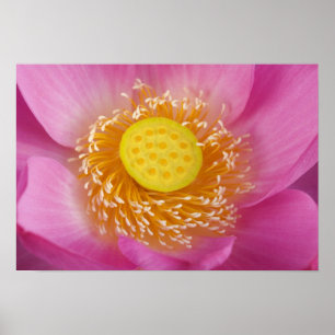 Poster États-Unis; Caroline du Nord; Lotus en fleurs dans