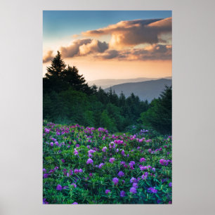 Poster États-Unis, Caroline du Nord. Rhododendrons de Cat