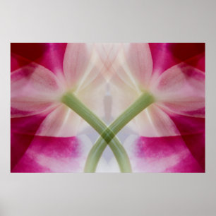 Poster États-Unis, Colorado, Lafayette. Montage d'orchidé