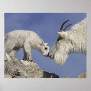 Poster États-Unis, Colorado, mont Evans. Chèvre de montag