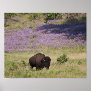 Poster États-Unis, Dakota du Sud, Bison américain