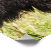 Poster États-Unis, Dakota du Sud, Bison américain (Bison) (Coin)