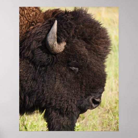Poster États-Unis, Dakota du Sud, Bison américain (Bison) (Devant)