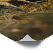 Poster États-Unis, Floride, Cape Coral. Trois hiboux des  (Coin)