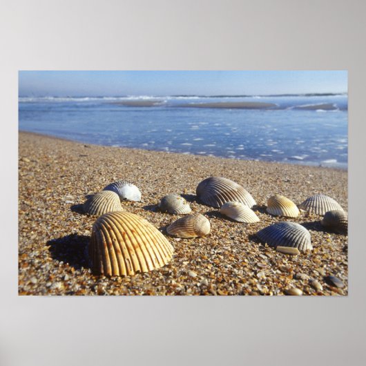 Poster États-Unis, Floride, coquillages côtiers (Devant)