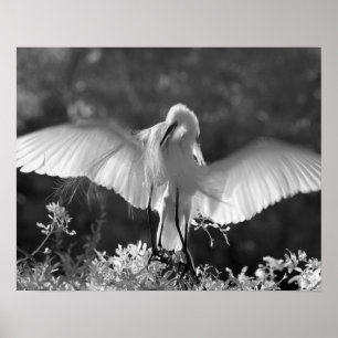 Poster États-Unis, Floride, Grande Aigrette (Ardea alba)