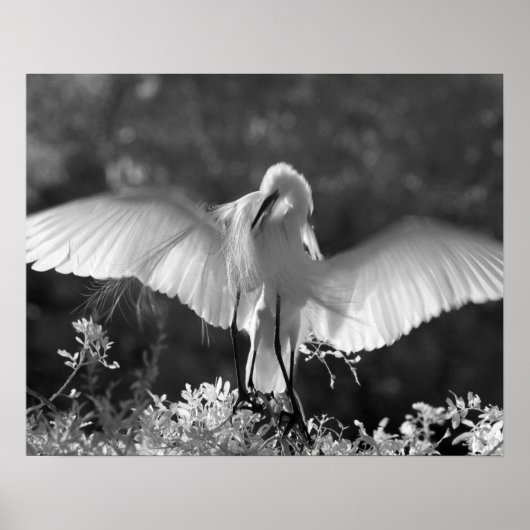 Poster États-Unis, Floride, Grande Aigrette (Ardea alba)  (Devant)