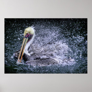 Poster États-Unis, Floride. Pélican brun