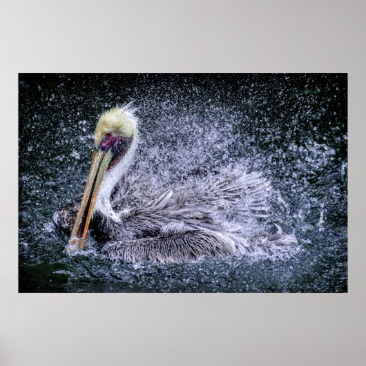 Poster États-Unis, Floride. Pélican brun (Devant)