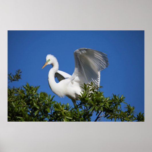 Poster États-Unis, Floride, Saint-Augustine, Egret (Devant)