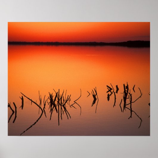 Poster États-Unis, Floride. Silhouettes de branches d'arb (Devant)