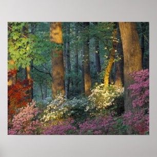 Poster États-Unis, Géorgie, Callaway Gardens, forêt d'aza
