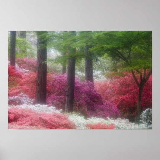 Poster États-Unis ; Géorgie ; Pine mountain. Azaleas à (Devant)