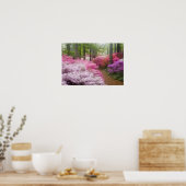Poster États-Unis ; Géorgie ; Pine Mountain. Azaleas à (Cuisine)