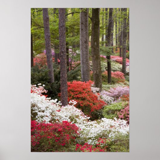Poster États-Unis, Géorgie, Pine Mountain. Une forêt de (Devant)
