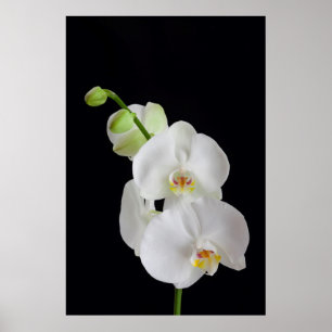 Poster États-Unis, Géorgie, Savannah, Groupe d'orchidées